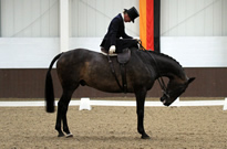 The National Side Saddle Show The National Side Saddle Show