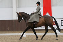 The National Side Saddle Show The National Side Saddle Show