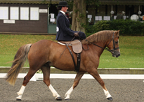 The National Side Saddle Show The National Side Saddle Show